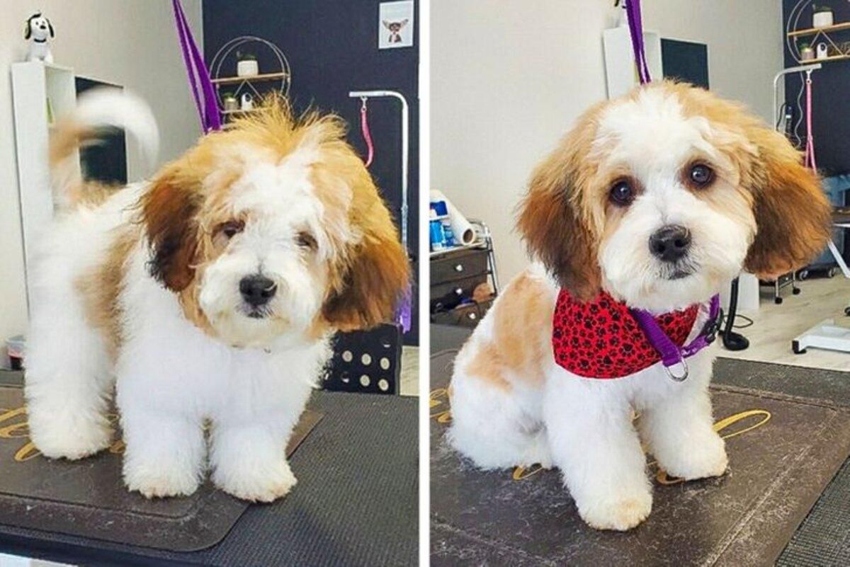 Кумедні та милі фото тварин після стрижки Кумедні та милі фото тварин після стрижки