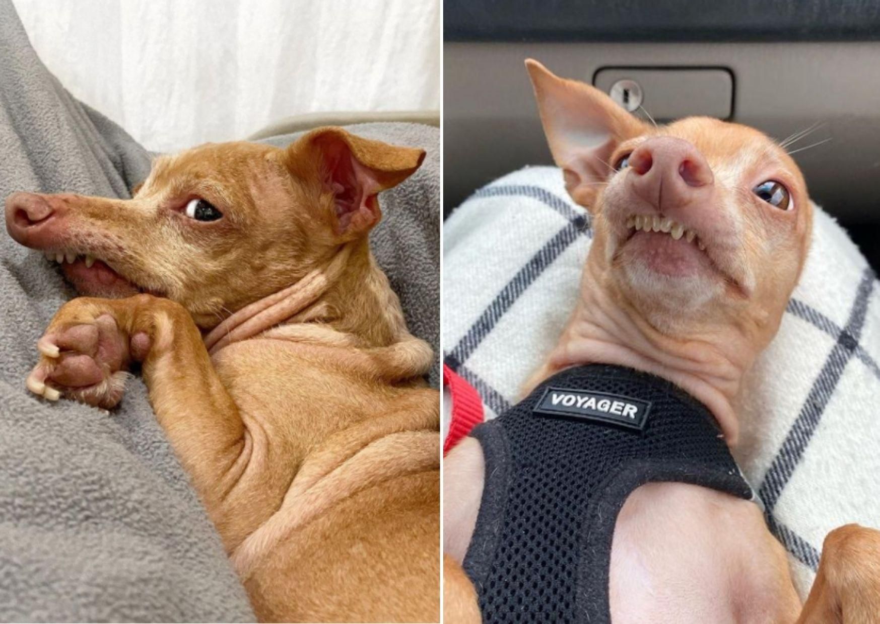 Мегапопулярные собака Туна: фото звезды инстаграма Мегапопулярные собака Туна: фото звезды инстаграма