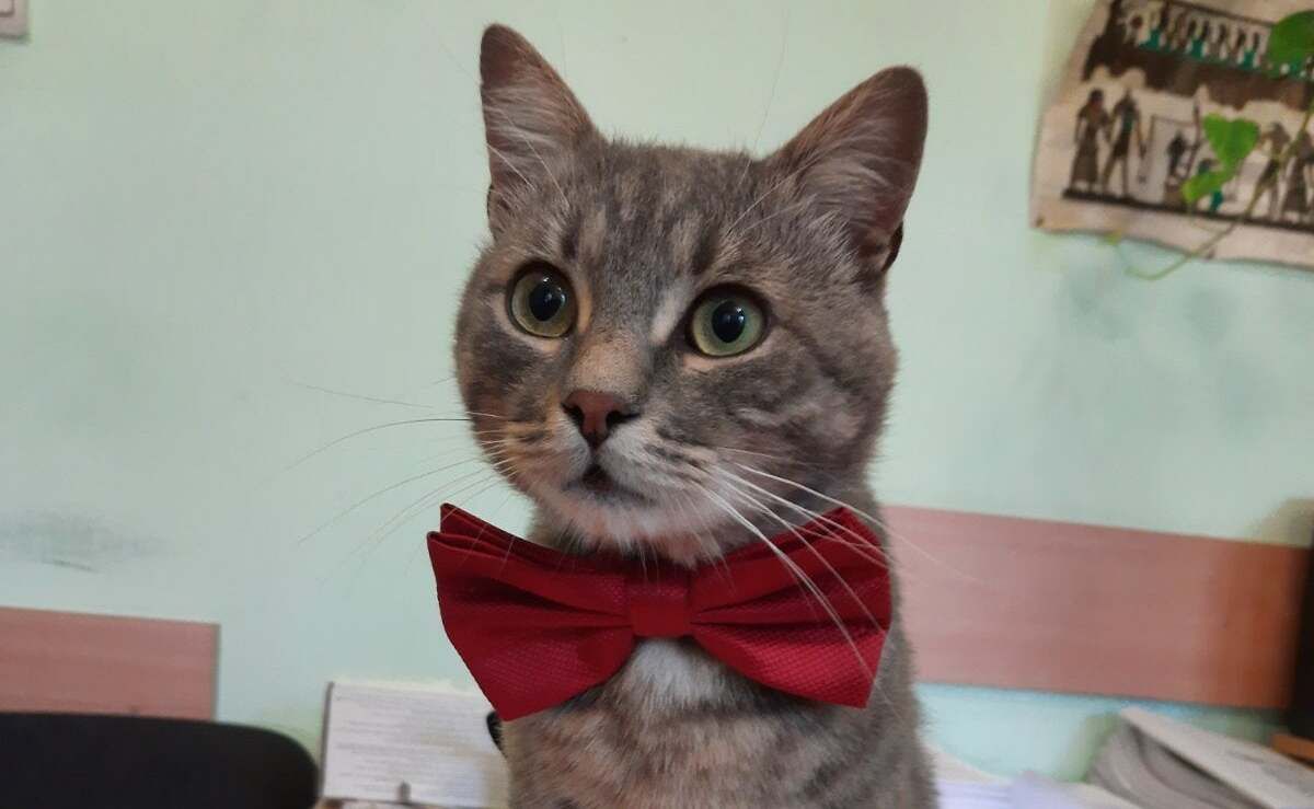 У Чернівцітеплокомуненерго працює кіт з зворушливою історією порятунку У Чернівцітеплокомуненерго працює кіт з зворушливою історією порятунку