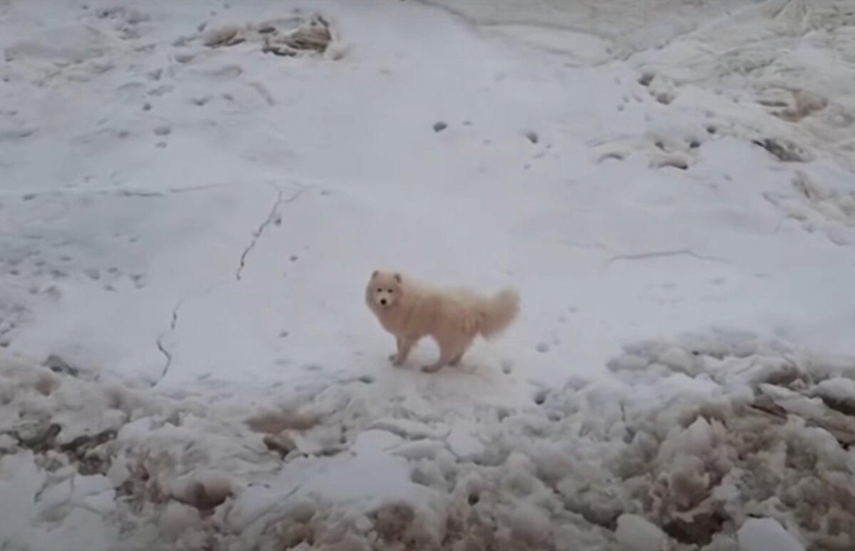 В Арктиці моряки врятували собаку з айсберга: як він там опинився В Арктиці моряки врятували собаку з айсберга: як він там опинився