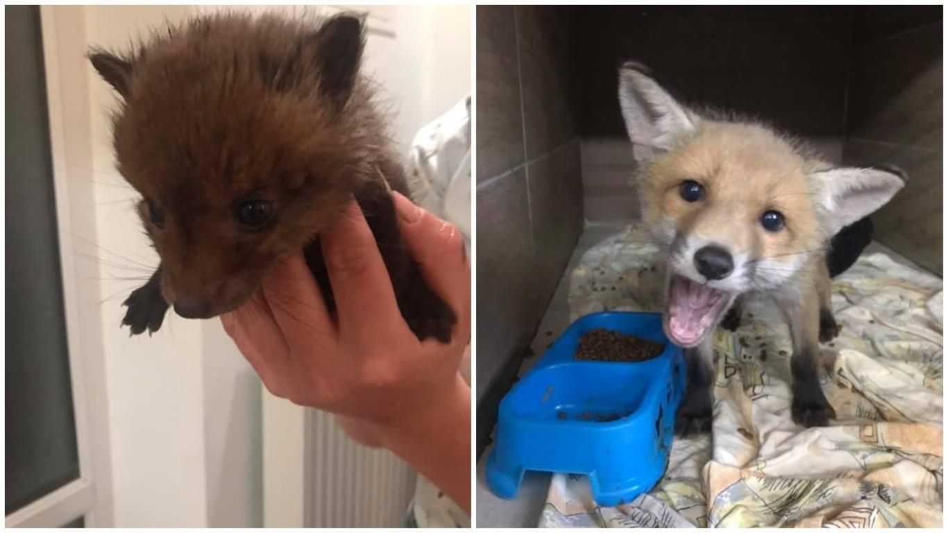 В Доме спасенных животных во Львове живут лисята: фото, видео В Доме спасенных животных во Львове живут лисята: фото, видео