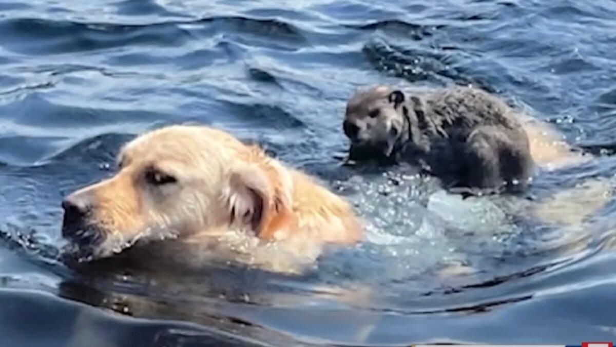 Сурок сел на спину собаке и переплыл озеро: смешное видео