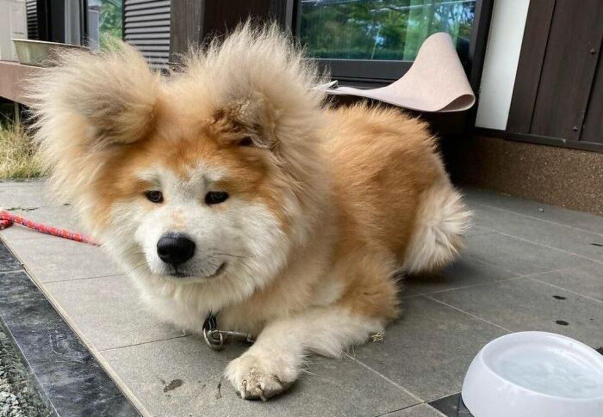 Акіта Боб завойовує мережу своїми чарівними вушками: фото Акіта Боб завойовує мережу своїми чарівними вушками: фото