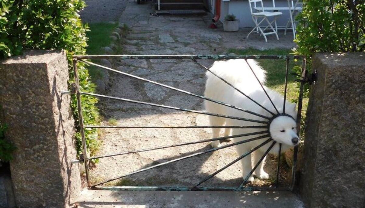 Тут не мало бути тварин, а вони є: фото, що підіймають настрій Тут не мало бути тварин, а вони є: фото, що підіймають настрій