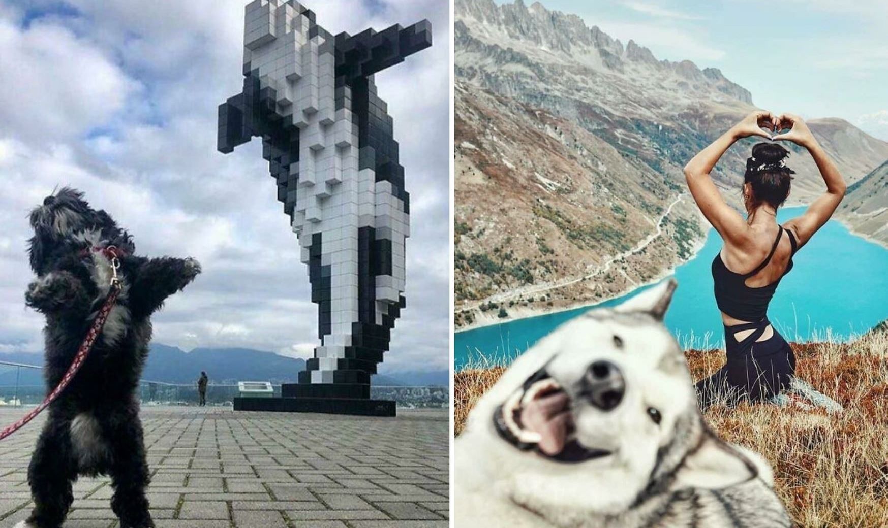 Фото, которые расскажут вам все о жизни с собакой: смешная подборка Фото, которые расскажут вам все о жизни с собакой: смешная подборка