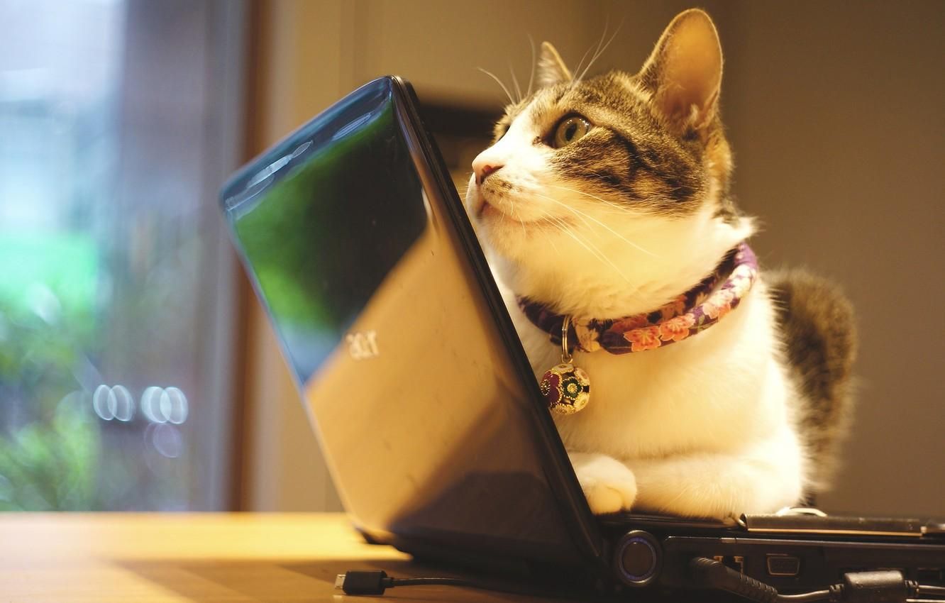 7 дивних звичок, які має кожен кіт: що кажуть фахівці 7 дивних звичок, які має кожен кіт: що кажуть фахівці