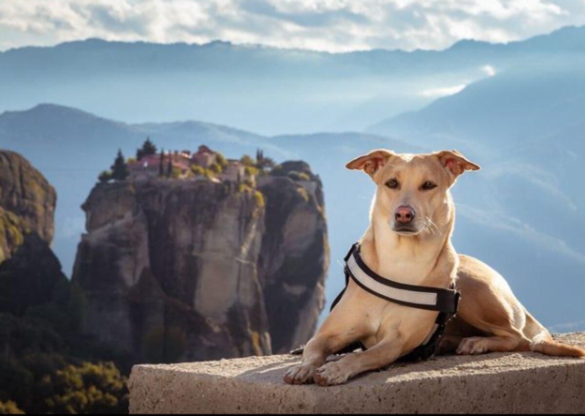 Собака Чапати из Киева посетила 30 стран и установила рекорд