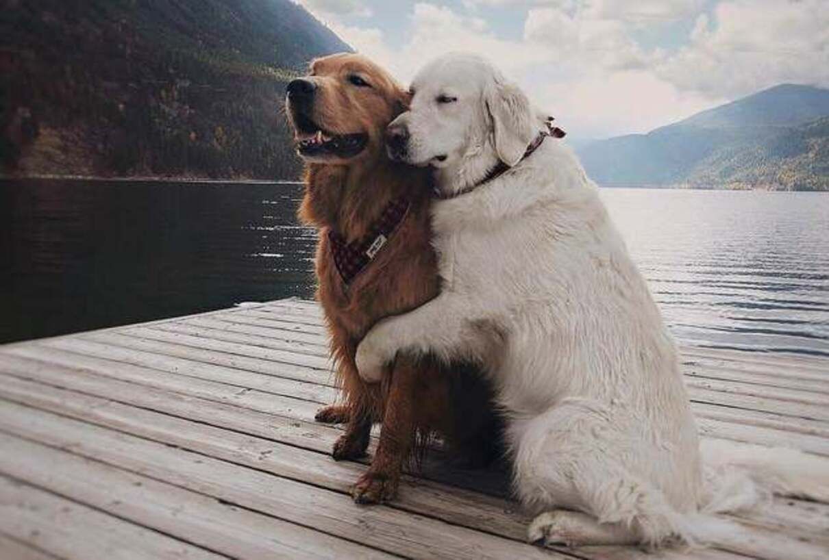 Смішні і зворушливі фото тварин: романтика і дружба між тваринами Смішні і зворушливі фото тварин: романтика і дружба між тваринами