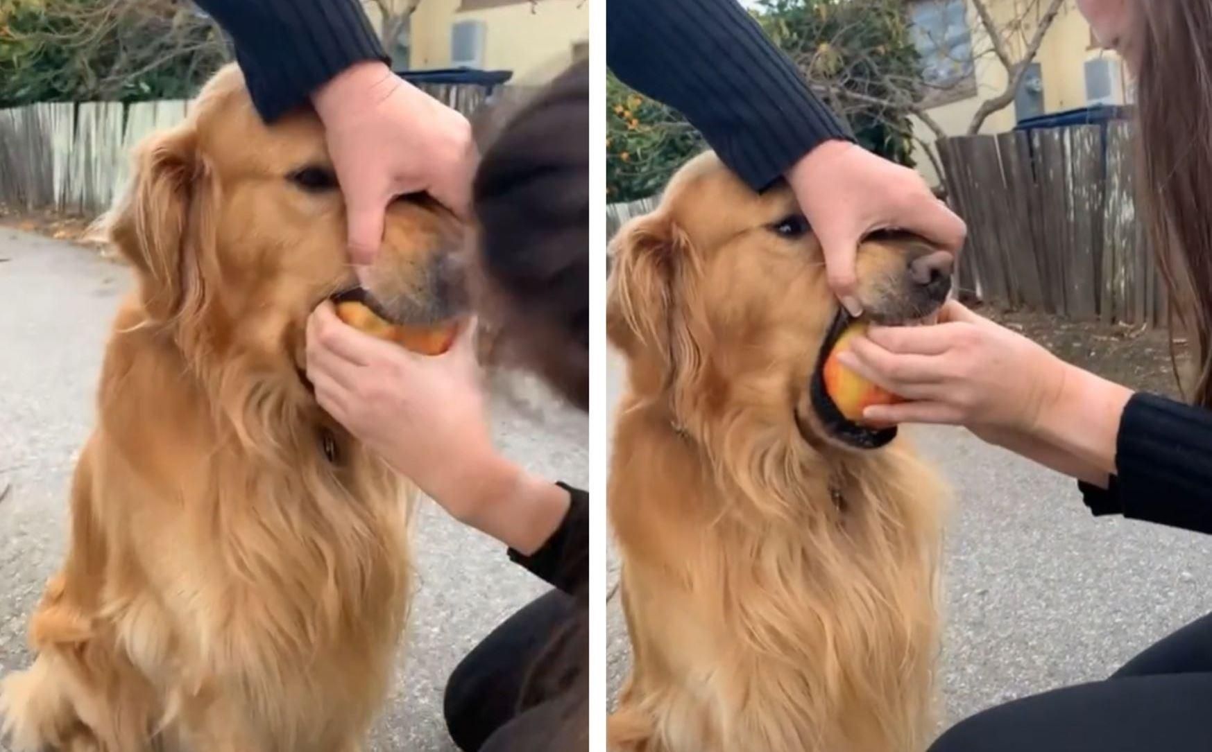 Собака украла яблоко, но горько разочаровалась: смешное вирусное видео