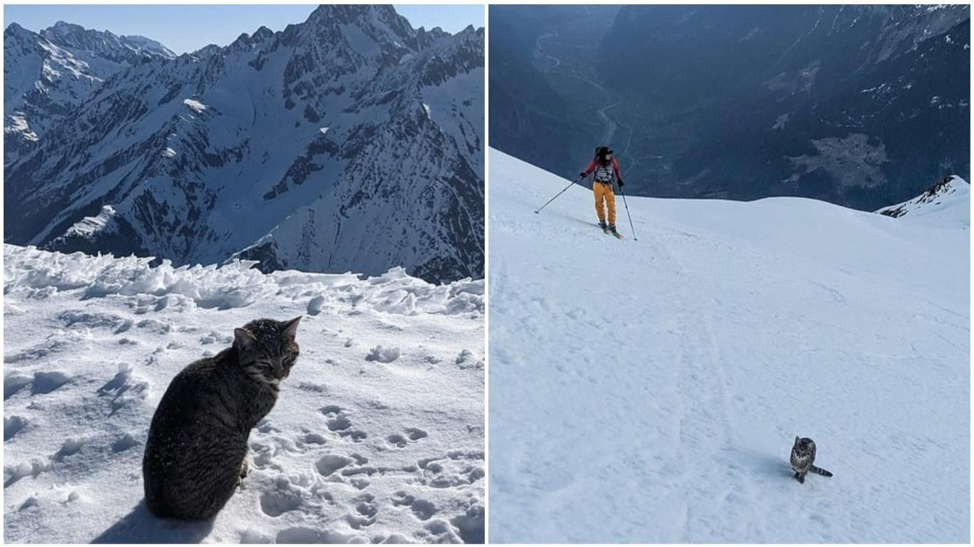 Киця загубилася у горах в Швейцарії і здолала висоту 3000 метрів: фото