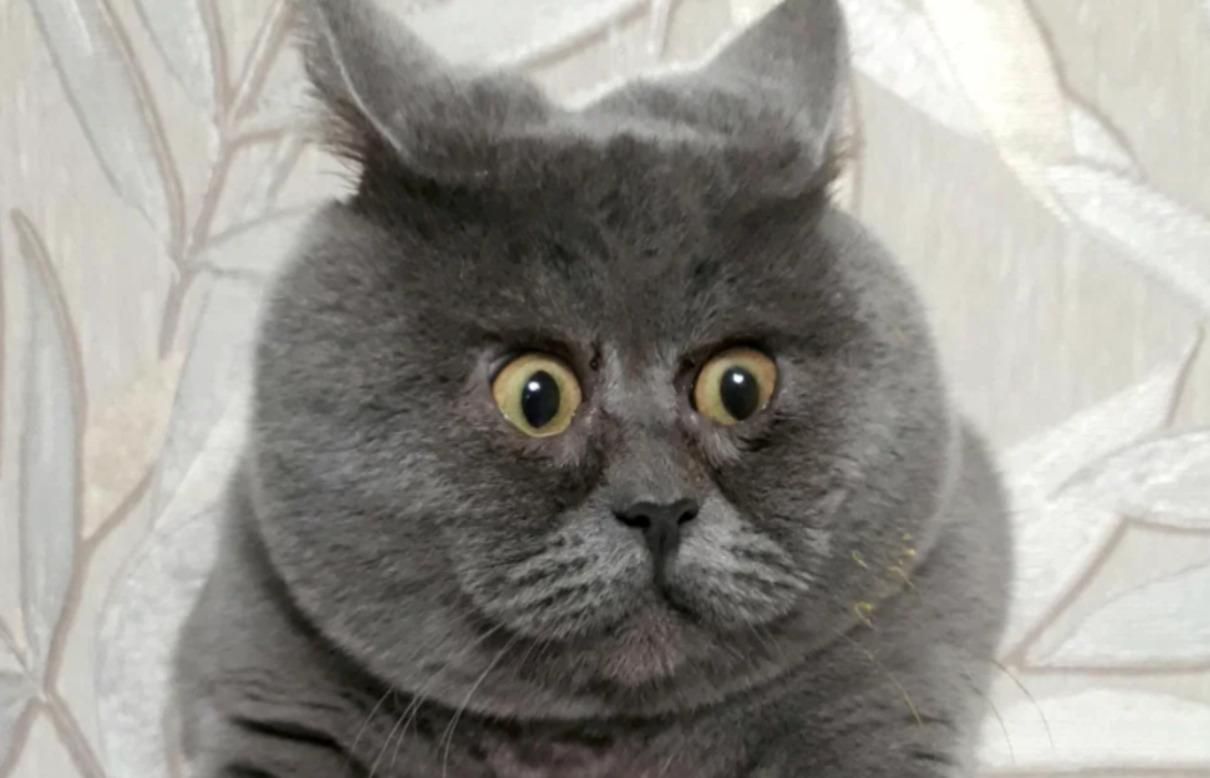 Кіт Федя з Росії має незвичну деформацію мордочки: фото Кіт Федя з Росії має незвичну деформацію мордочки: фото