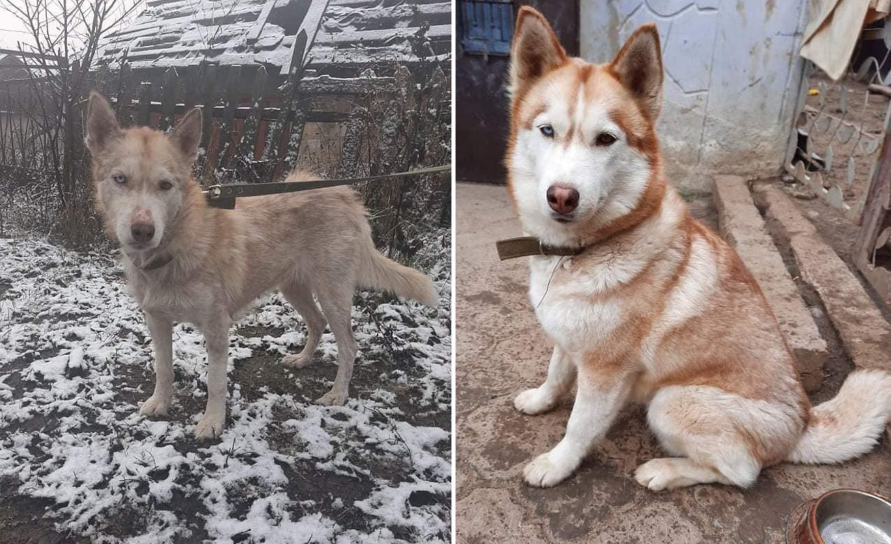Врятована хаскі з Вінниччини опинилася у Швейцарії Врятована хаскі з Вінниччини опинилася у Швейцарії