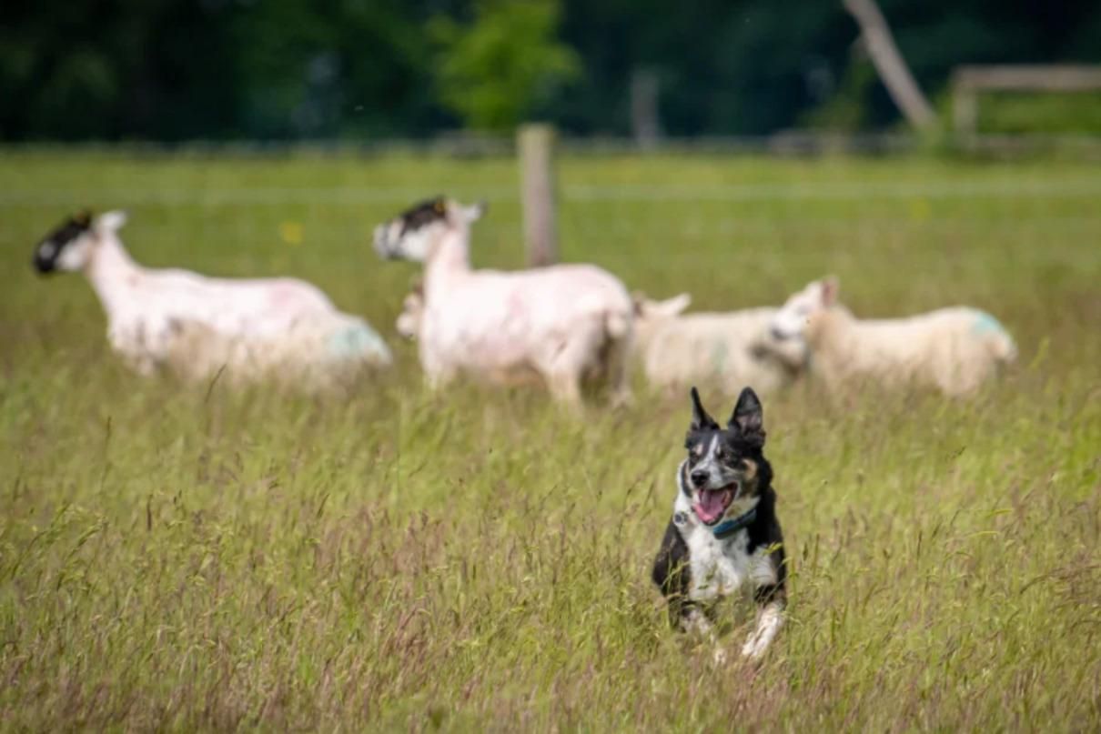 Глухую бордер-колли научили языку жестов, чтобы она пасла овец Глухую бордер-колли научили языку жестов, чтобы она пасла овец