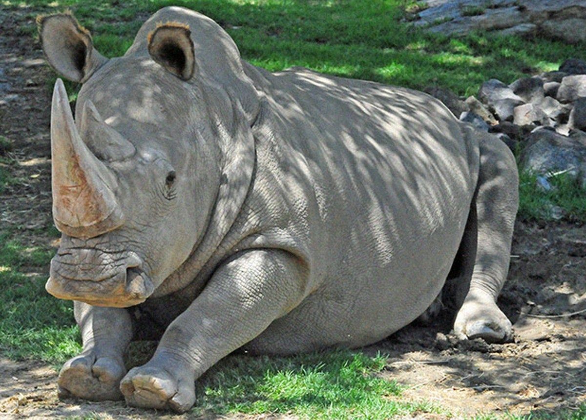 Вирушила в Японію заради кохання: мила історія самки білого носорога