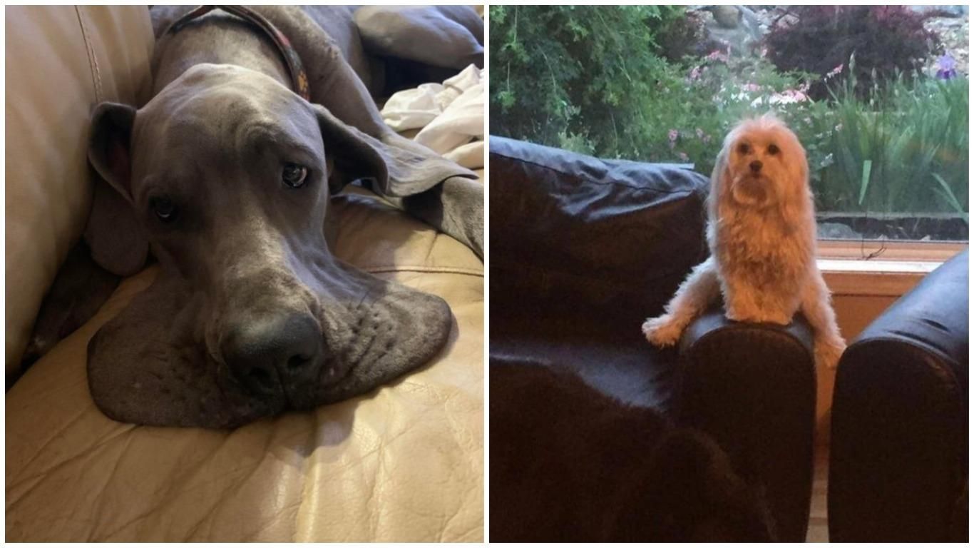 Смішні картинки з домашніми улюбленцями Смішні картинки з домашніми улюбленцями