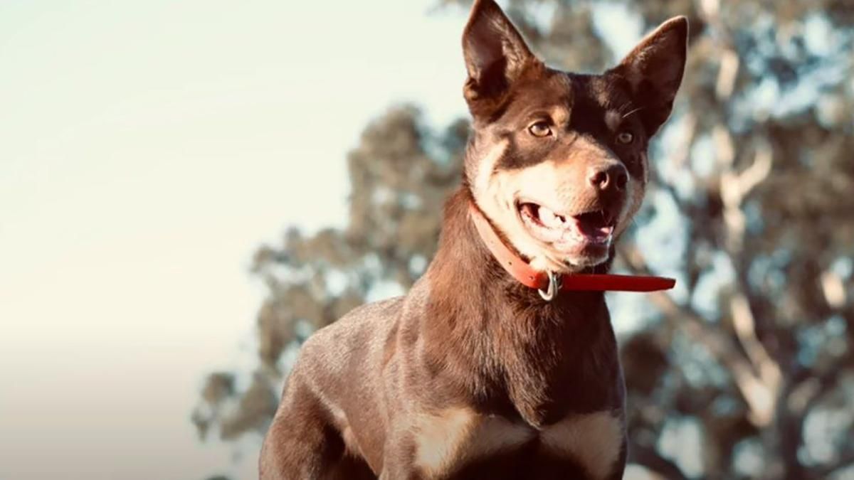 Найдорожча собака Австралії: історія продажу 2-річного Гувера