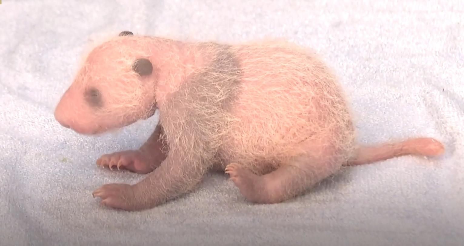 В Малайзии гигантская панда Лян Лян родила третьего детеныша В Малайзии гигантская панда Лян Лян родила третьего детеныша