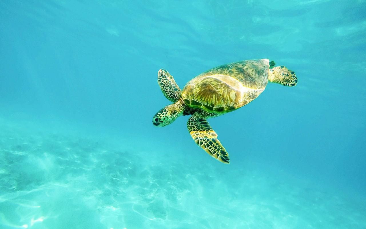День морских черепах 16 июня: малоизвестные факты об этих животных