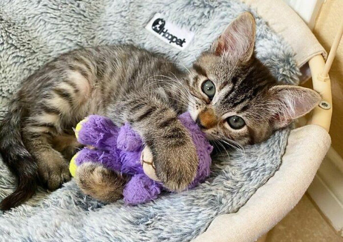 Як іграшка допомогла кошеняти вижити: зворушлива історія Як іграшка допомогла кошеняти вижити: зворушлива історія