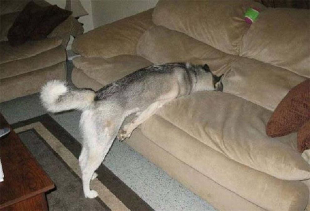 кот и собака на диване