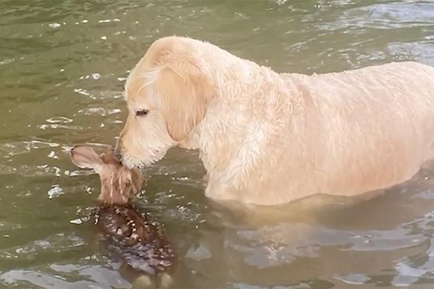 Собака спасла крошечного олененка из воды и стала героем сети