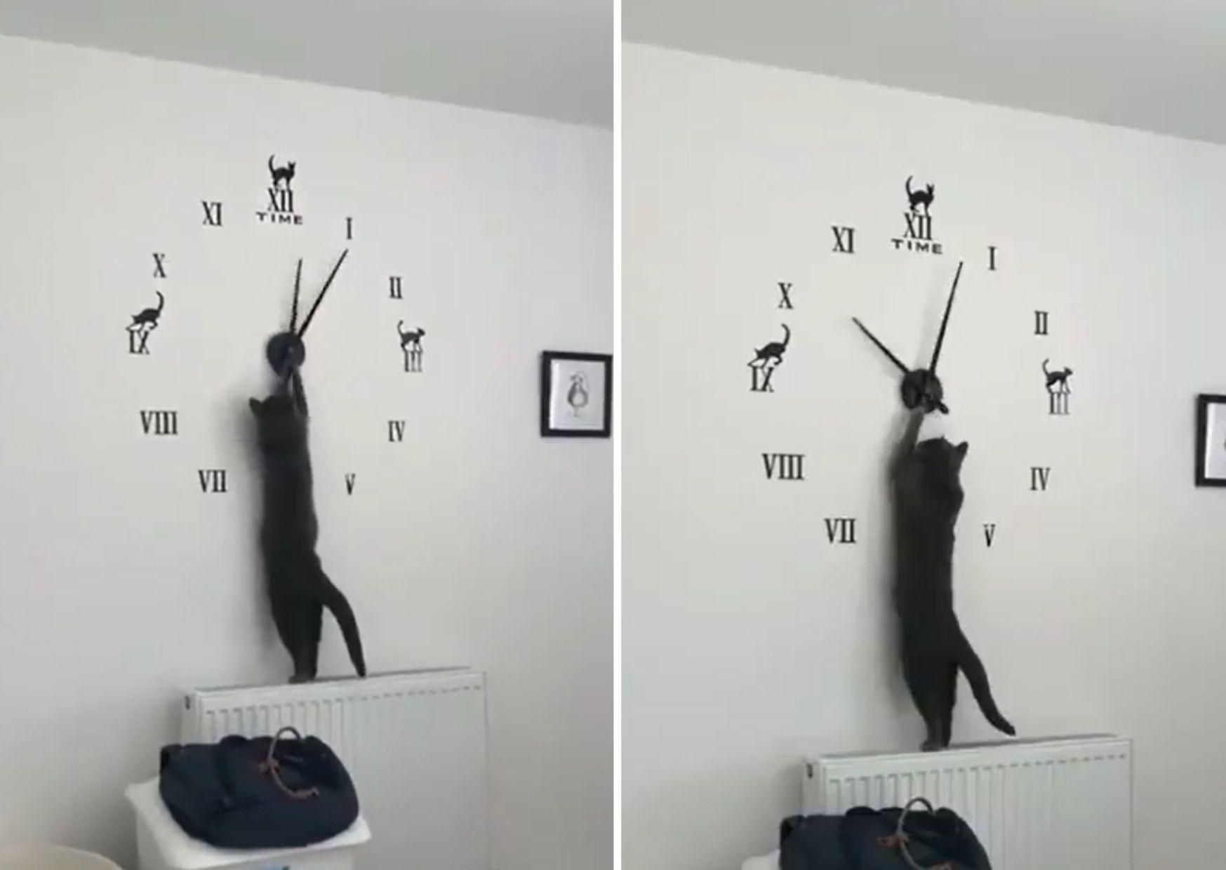 Кішка перевела час на годиннику: кумедне вірусне відео