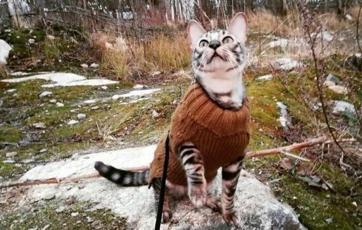 Кошка знает 50 трюков и катается на скейте Кошка знает 50 трюков и катается на скейте