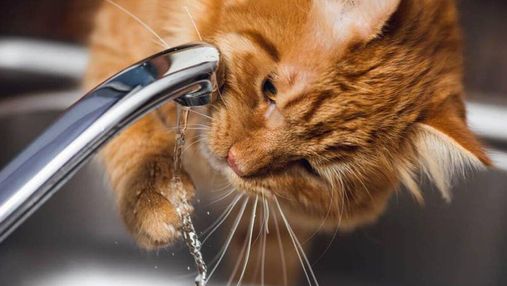 Кішки п'ють недостатньо води: як допомогти їх організму з Purina®
