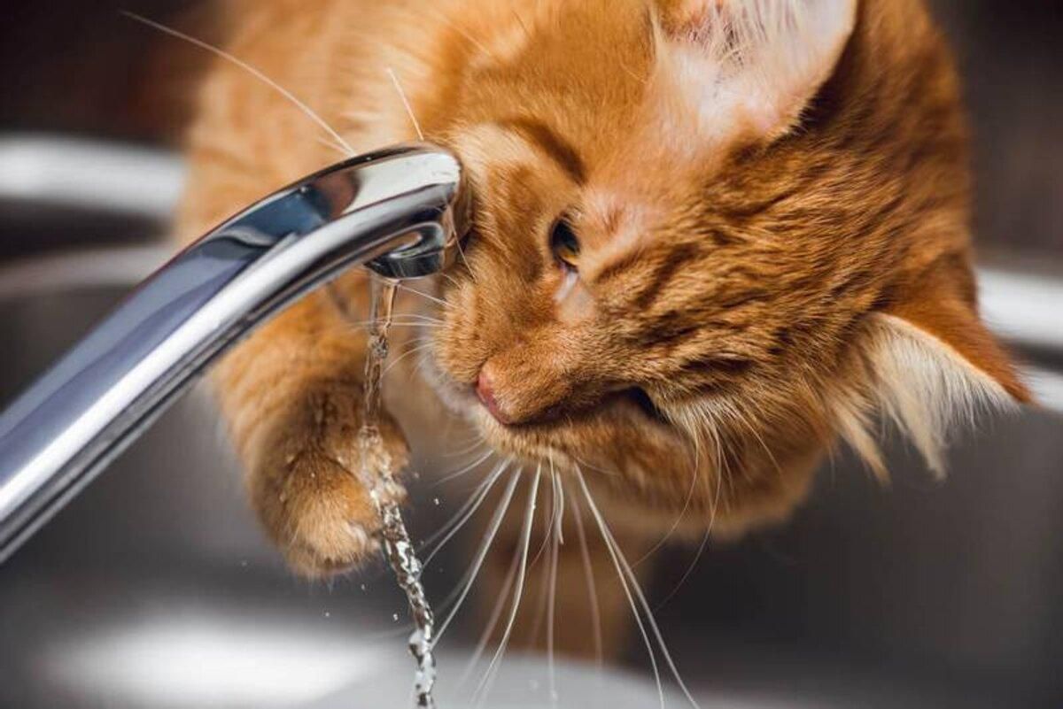 Кошки пьют недостаточно воды: как помочь их организма с Purina®