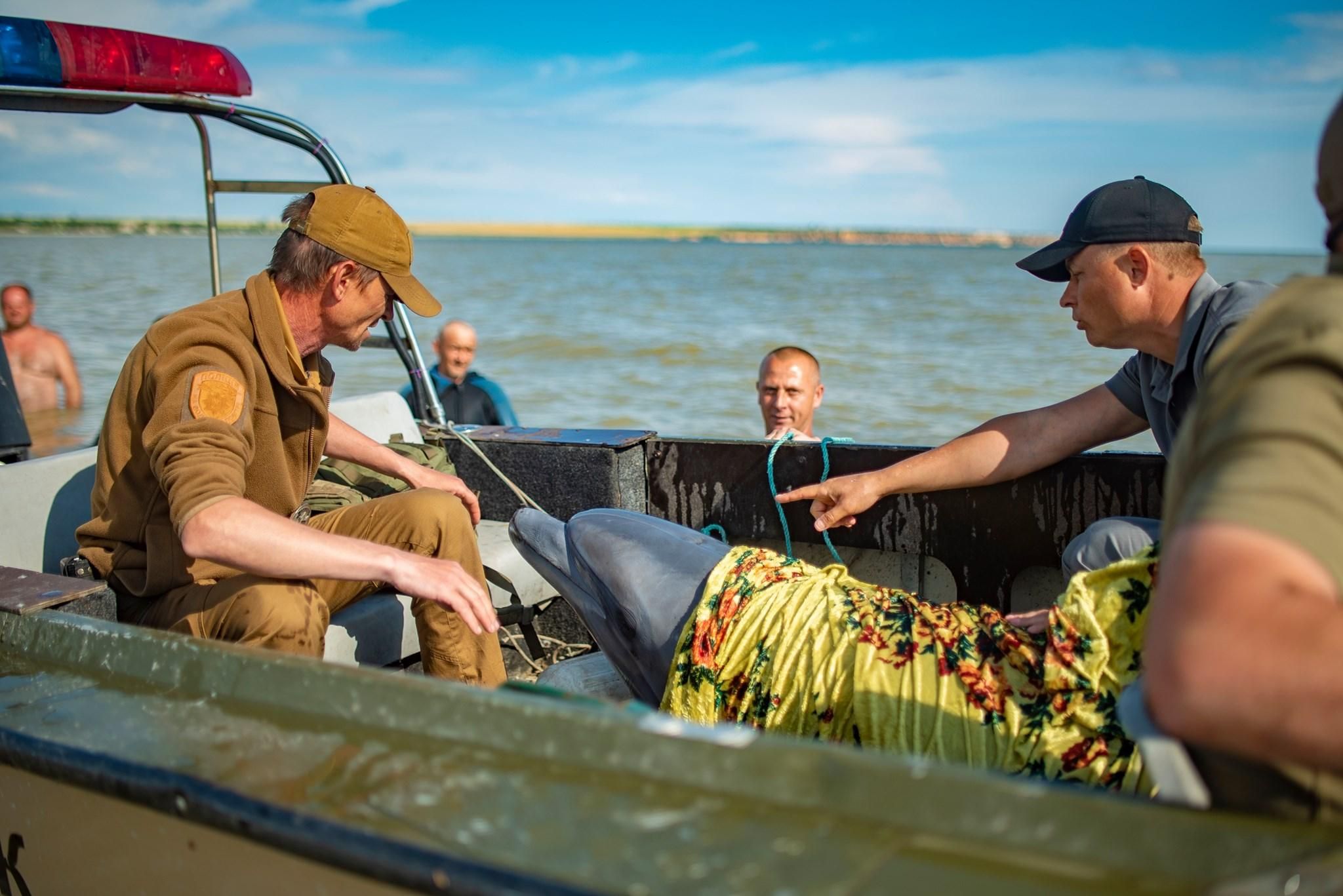 Майже не рухався: на Херсонщині врятували дельфіна Майже не рухався: на Херсонщині врятували дельфіна