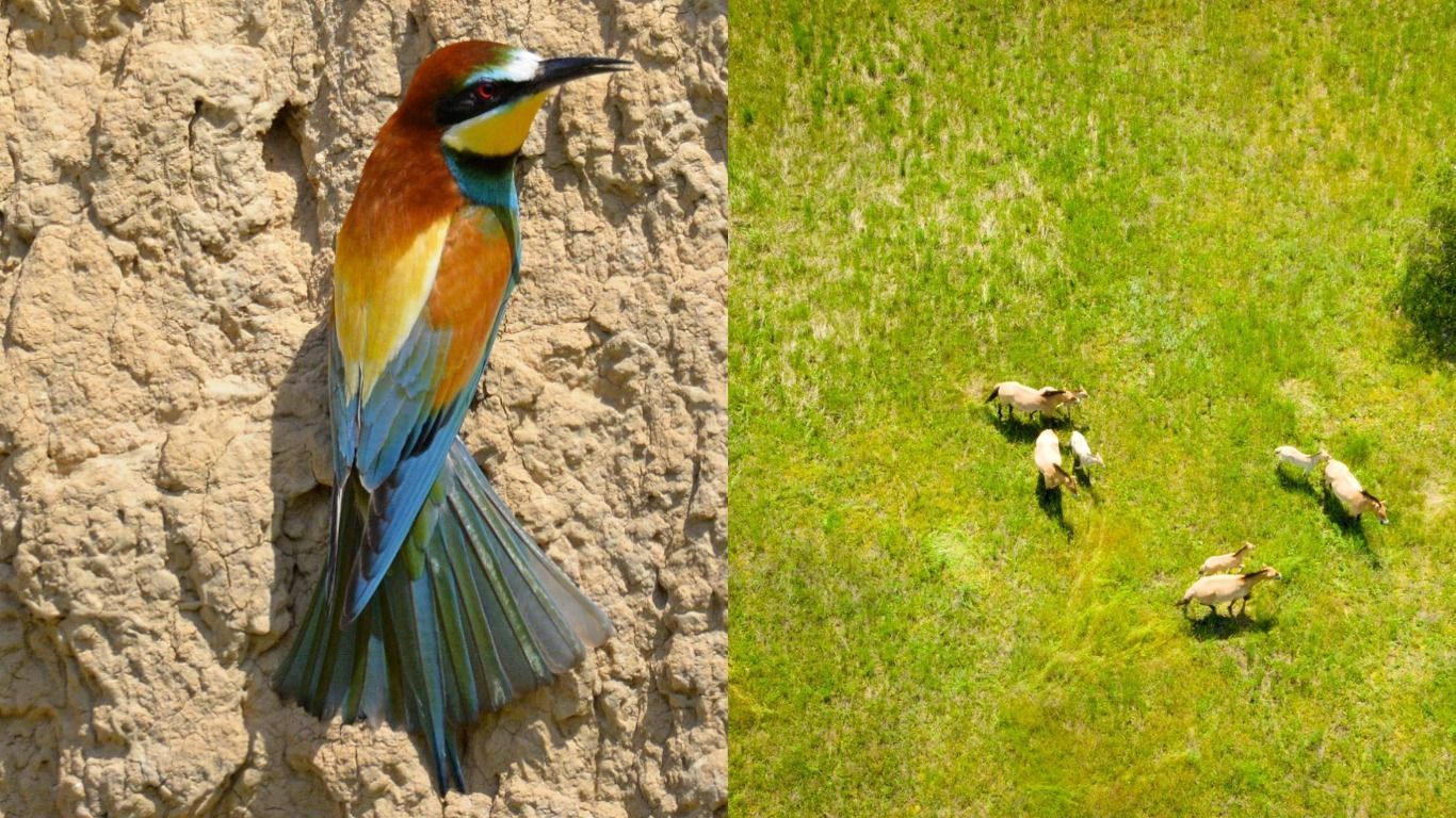 Оприлюднили унікальні кадри із заповідника в Чорнобилі – фото, відео