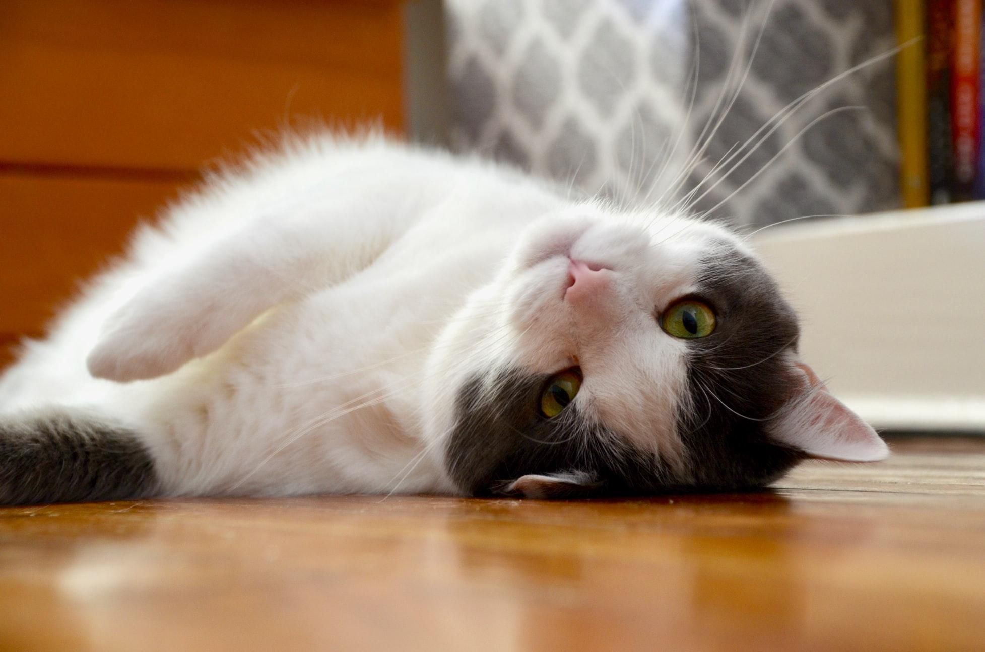 Как сделать жизнь кота безопасной: 8 советов для каждого владельца