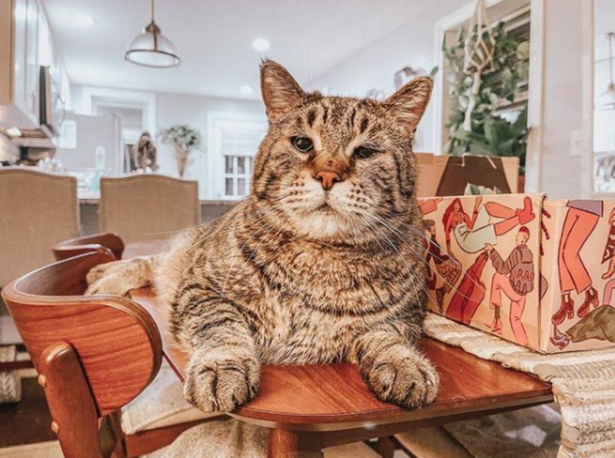 Огромный кот, которого никто не хотел брать из приюта, нашел семью Огромный кот, которого никто не хотел брать из приюта, нашел семью