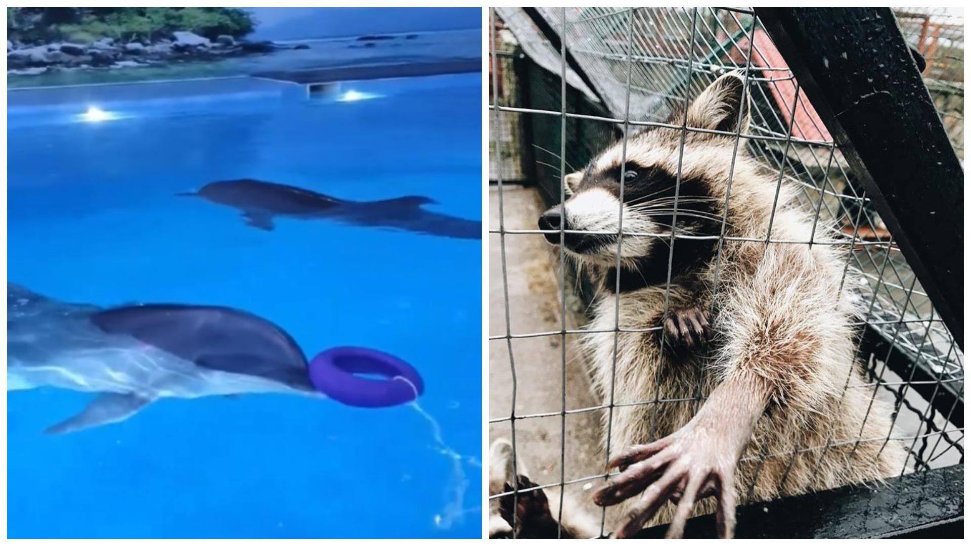 Почему не стоит посещать дельфинарии и контактные зоопарки Почему не стоит посещать дельфинарии и контактные зоопарки