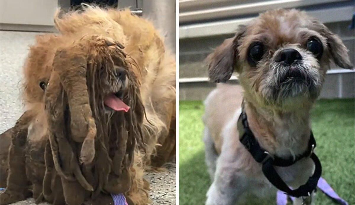 З маленького песика зістригли кілограми шерсті: вірусне відео З маленького песика зістригли кілограми шерсті: вірусне відео