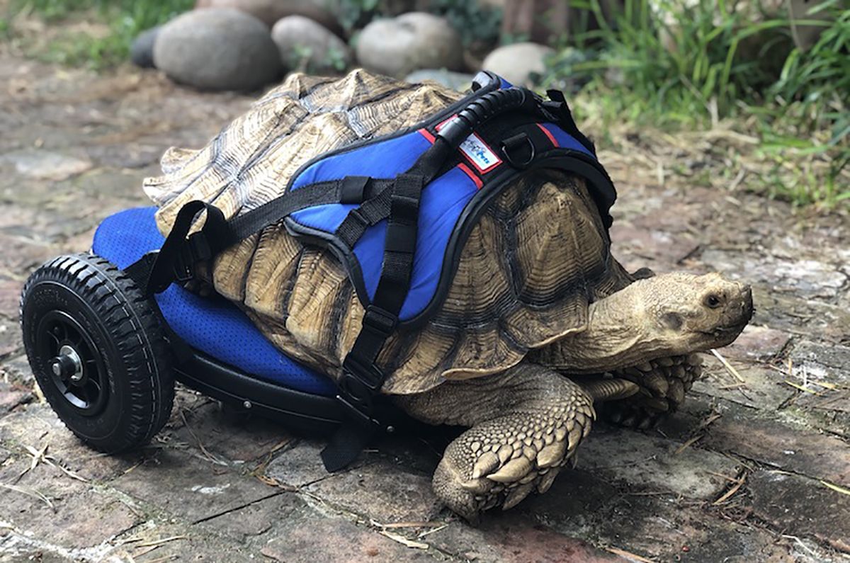 В США создали инвалидную коляску для черепахи
