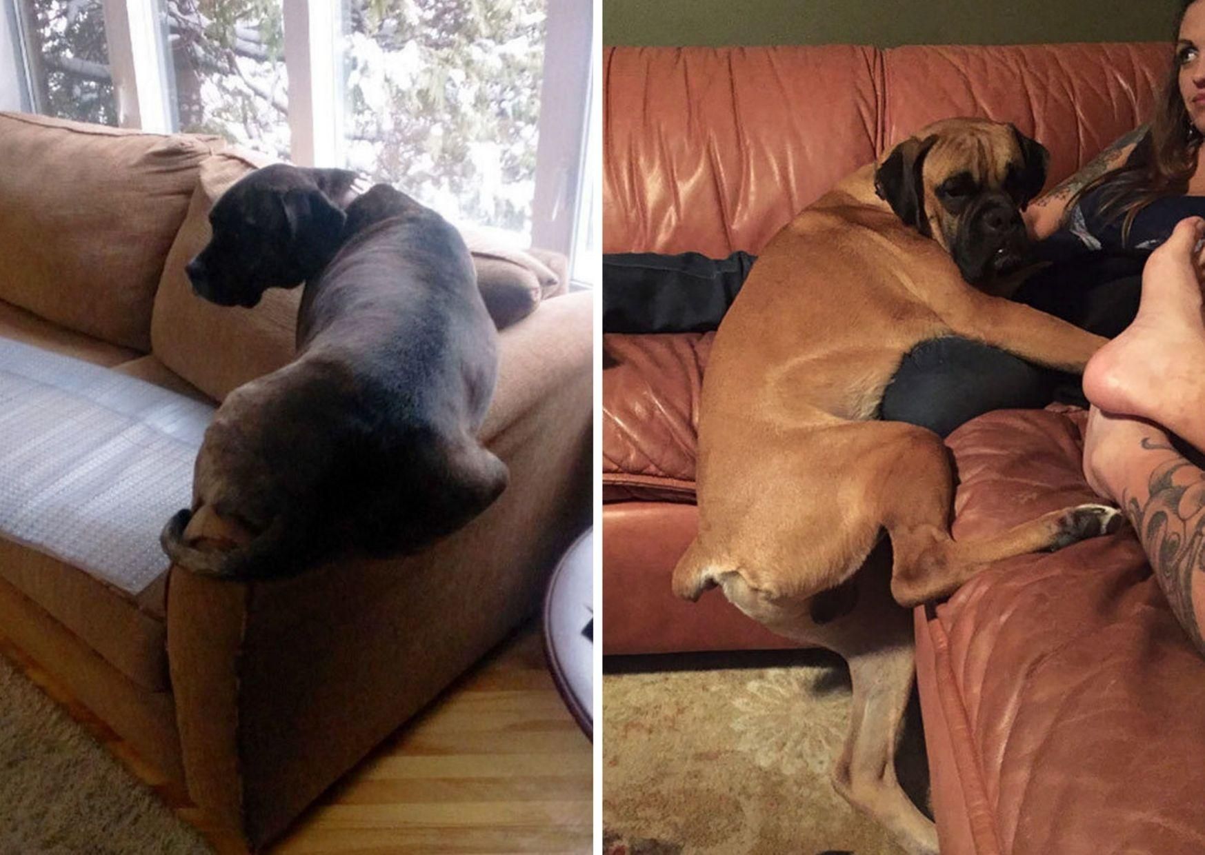 Хитрі песики придумали, як обійти суворі правила: 12 веселих фото Хитрі песики придумали, як обійти суворі правила: 12 веселих фото