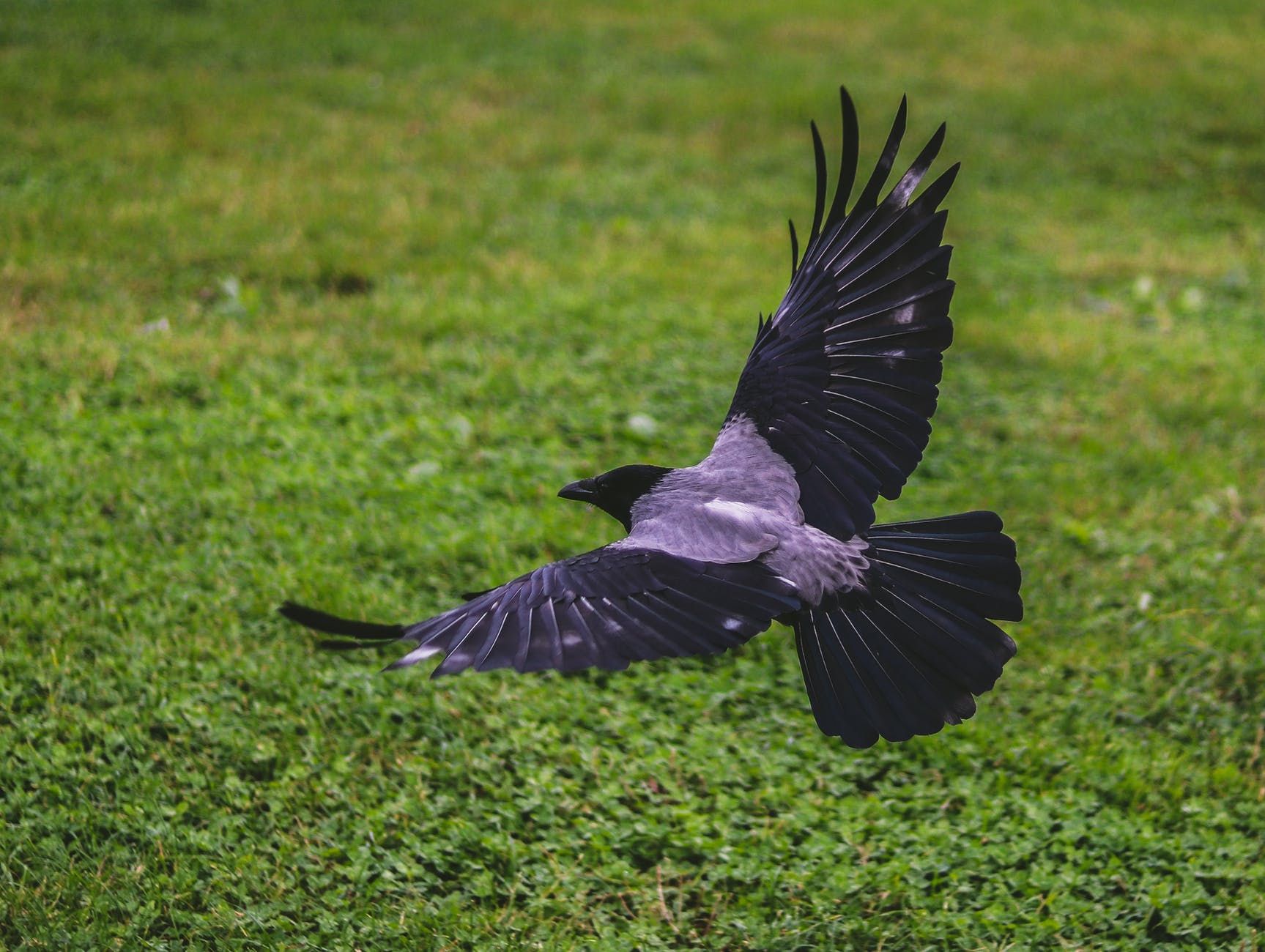Вороны нападают на людей: орнитологиня назвала причины