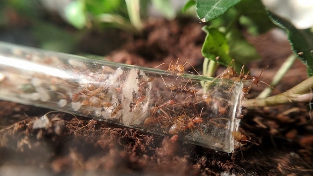 Мурахи як домашні улюбленці: історії вирощування вдома та на фермах Мурахи як домашні улюбленці: історії вирощування вдома та на фермах