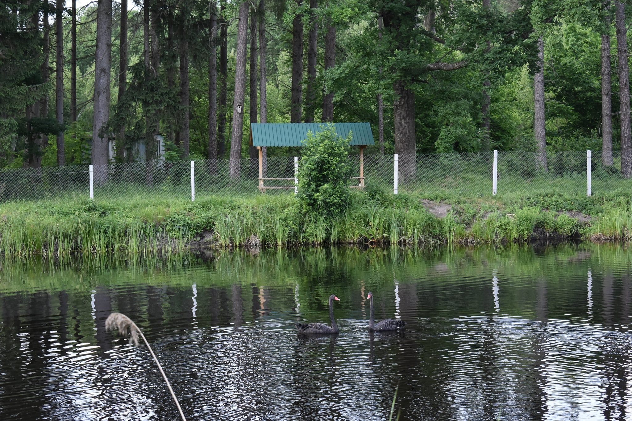 У рекреаційному пункті на Житомирщині з'явились чорні лебеді