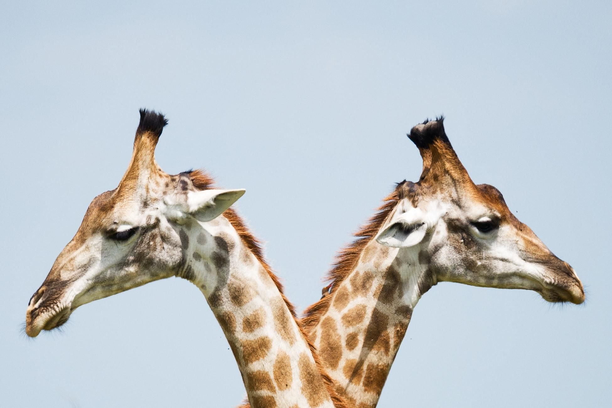 День жирафи: цікаві факти, фото і відео про цих тварин