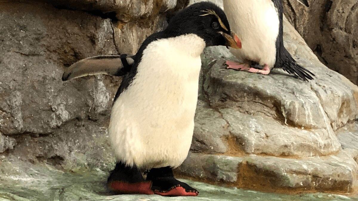 Американський зоопарк зробив старому пінгвіну черевички