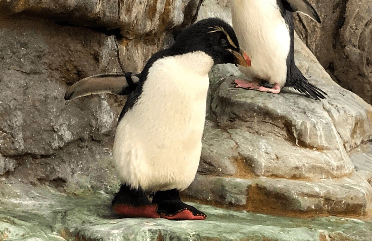 Американский зоопарк сделал старому пингвину ботинки