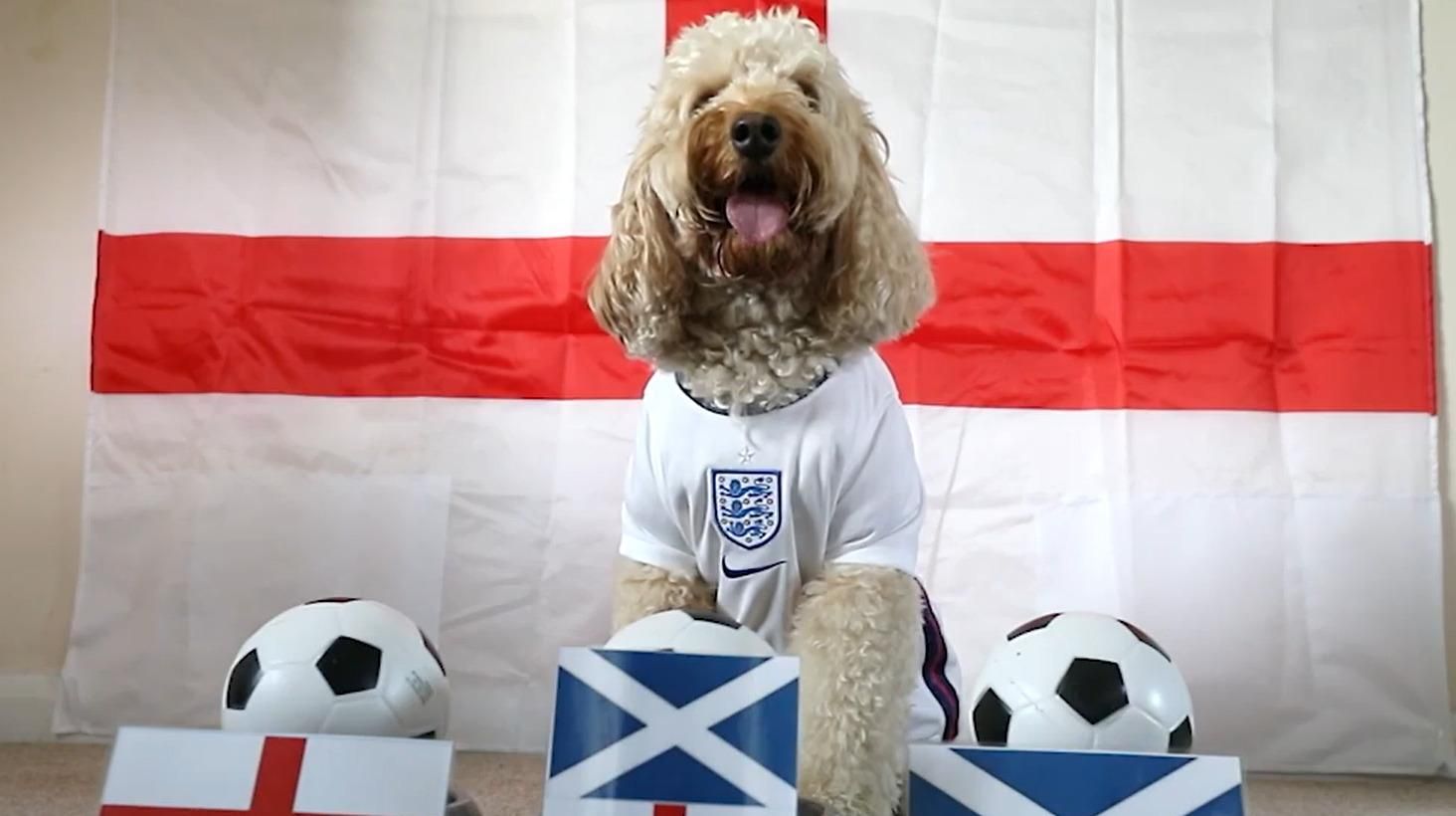 Собачка Уиллоу спрогнозировала результаты матча Евро-2020: видео Собачка Уиллоу спрогнозировала результаты матча Евро-2020: видео