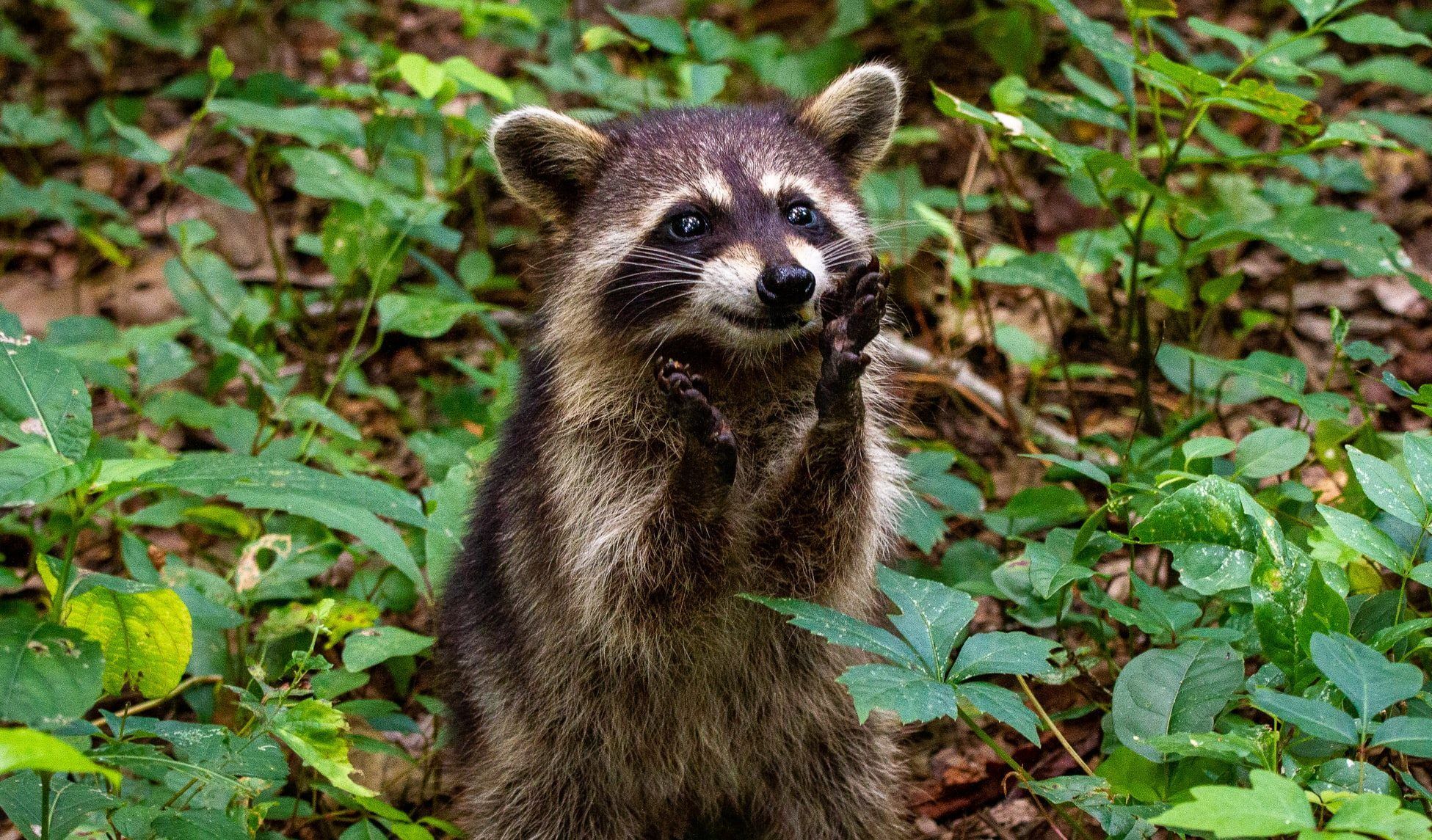 Веселі єноти: підбірка 10 кумедних відео з нахабними тваринами Веселі єноти: підбірка 10 кумедних відео з нахабними тваринами