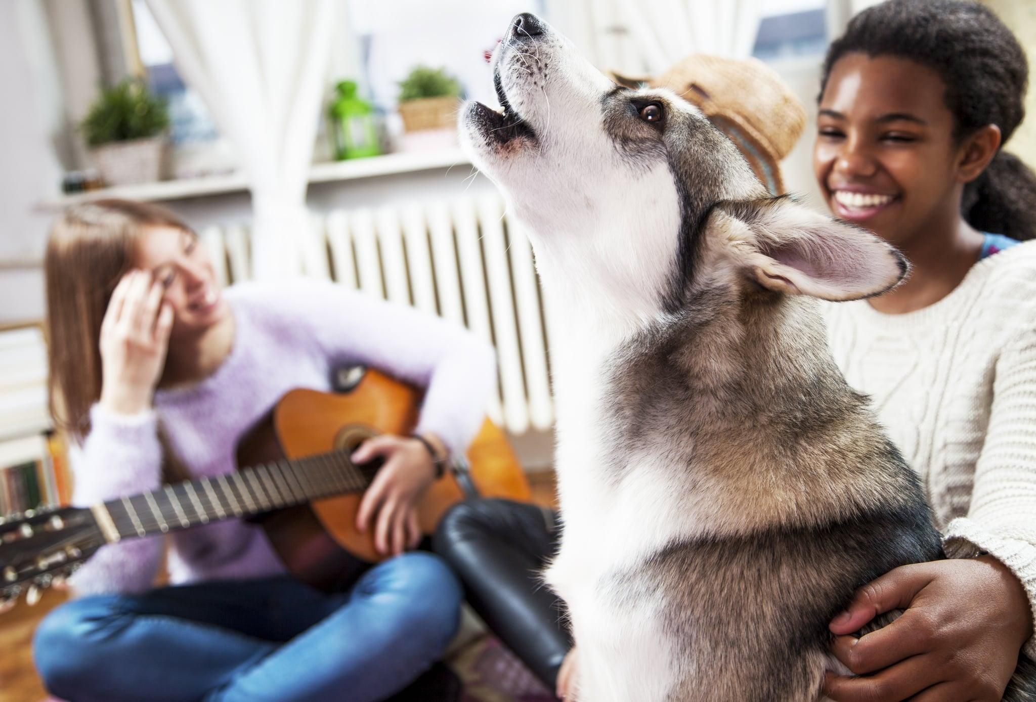Чому собаки люблять співати