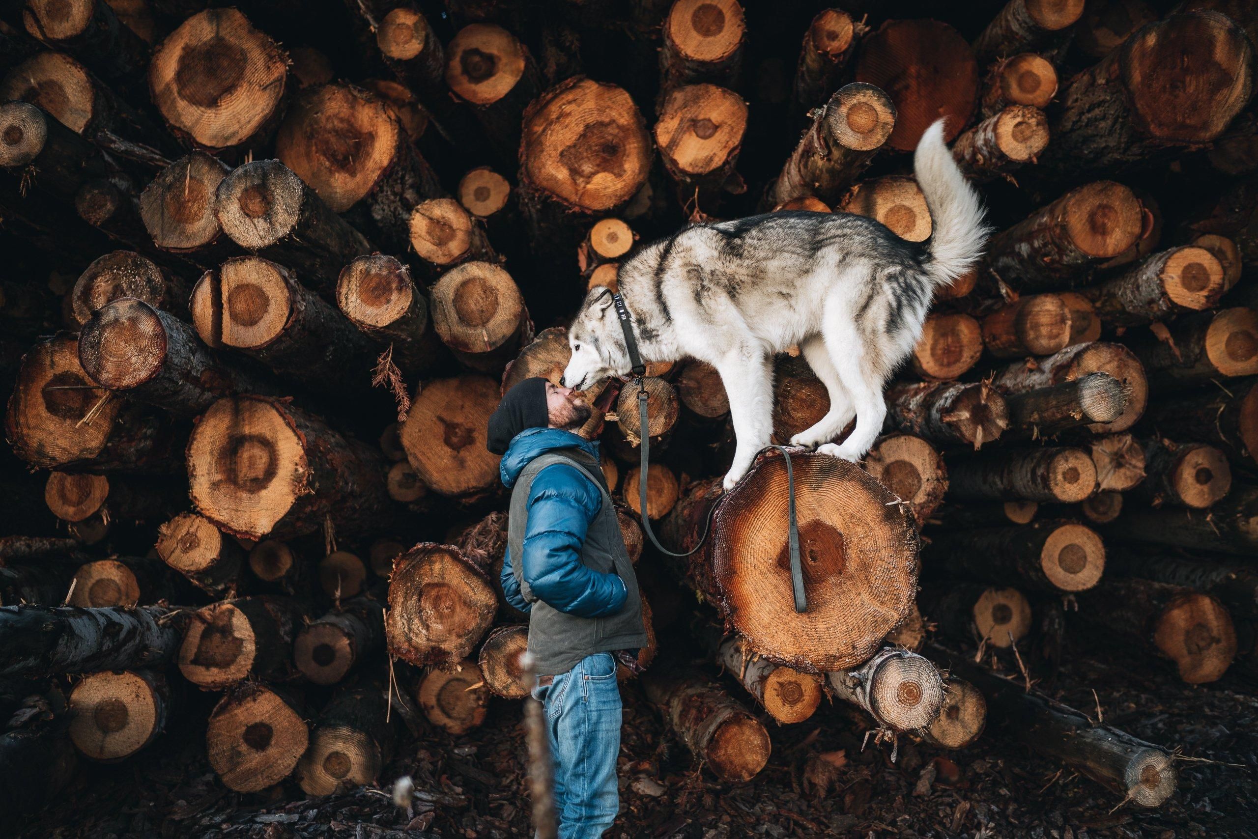 Вовк і собака в одному тілі: як живе зірка мережі Локі – фото