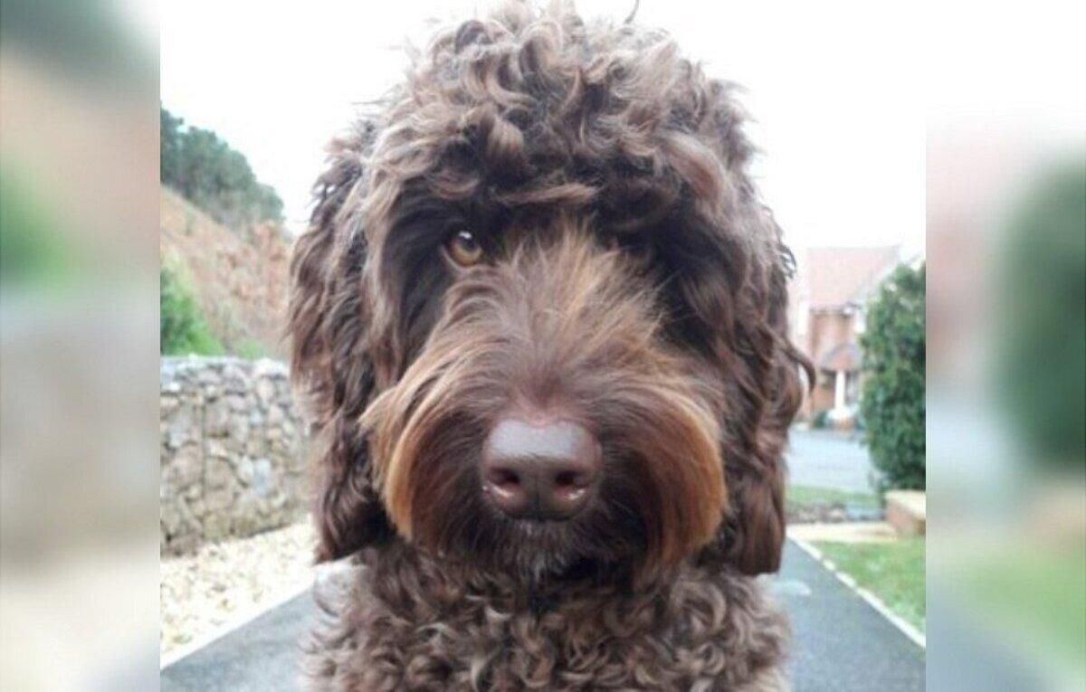 В Британии пес спас женщину от самоубийства В Британии пес спас женщину от самоубийства