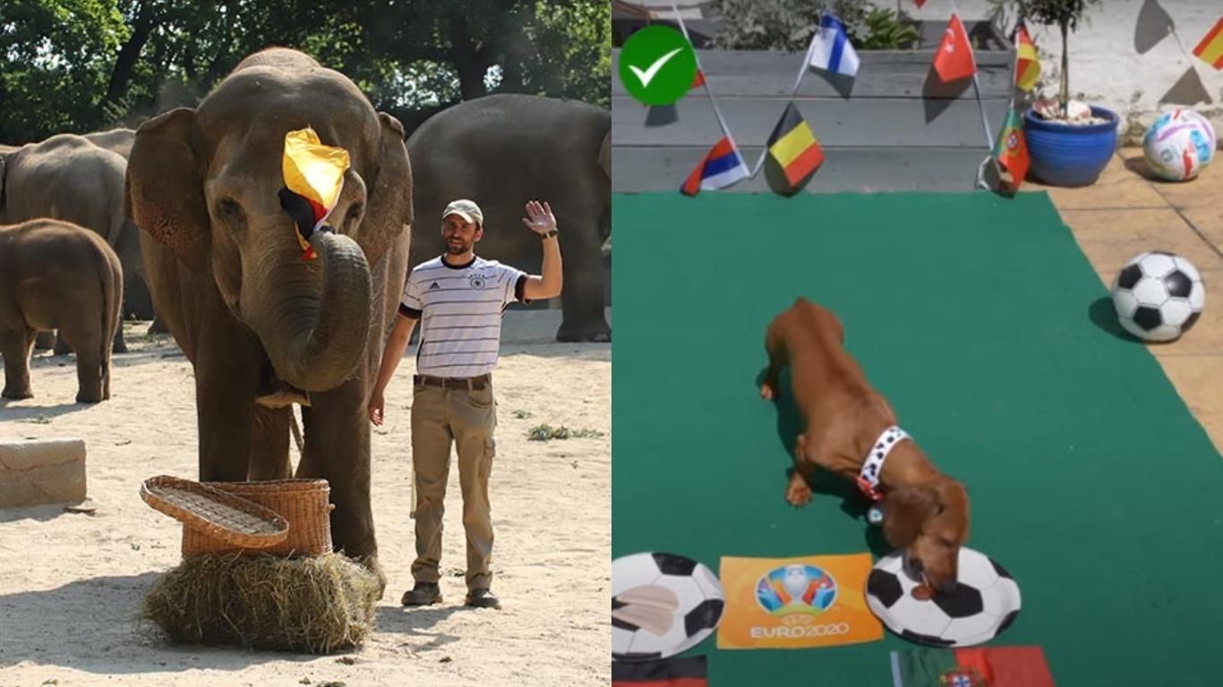 Животные-предсказатели и их прогнозы на Евро-2020 Животные-предсказатели и их прогнозы на Евро-2020