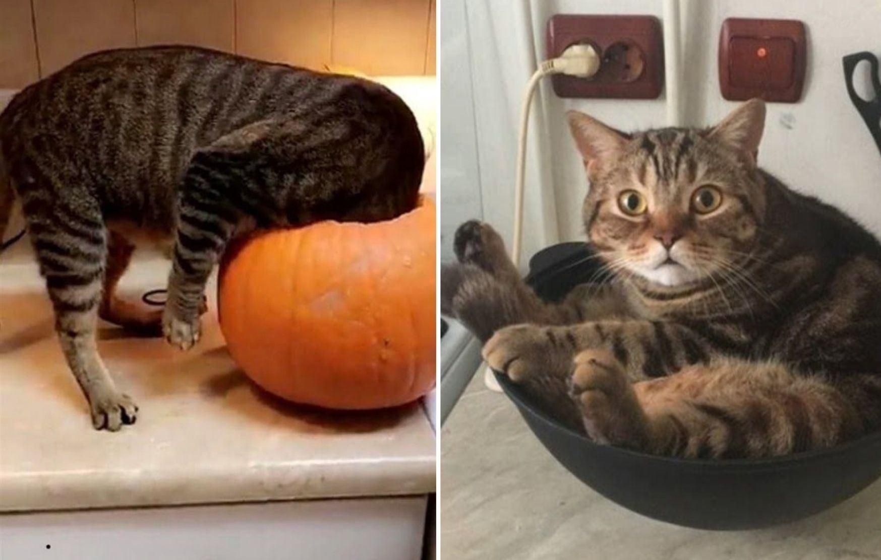 12 кумедних котів, які потрапили на фото в потрібний момент 12 кумедних котів, які потрапили на фото в потрібний момент